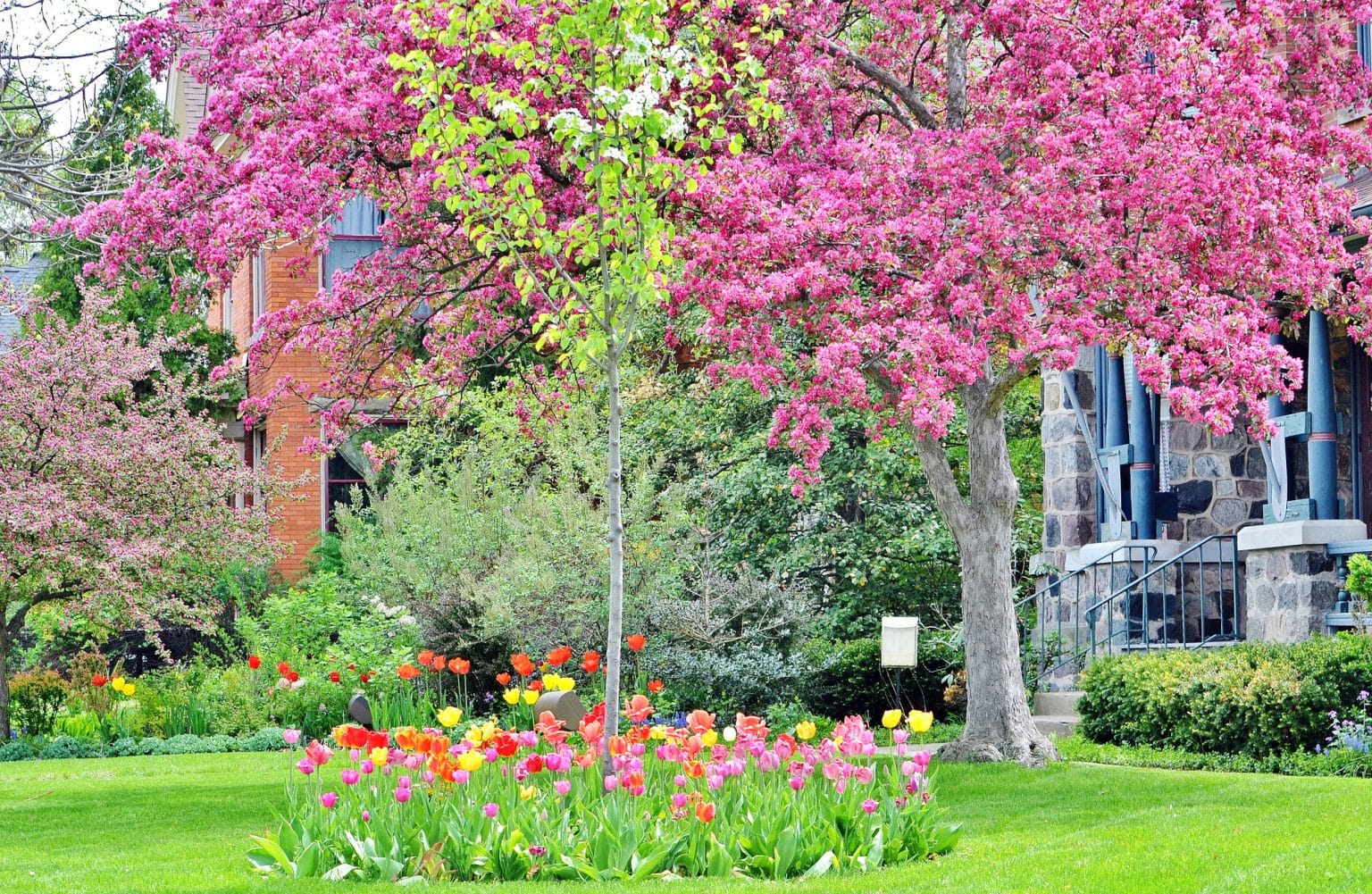 6 Tips for Choosing the Right Trees for Your Landscape – Coastal Lawn ...